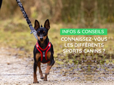 Connaissez-vous les différents sports canins ?