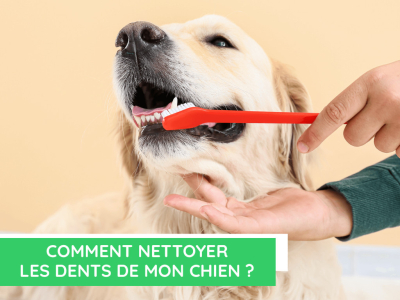 Comment prendre soin des dents de son animal de compagnie ?