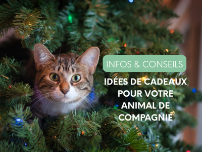 Idées de cadeaux pour votre animal de compagnie