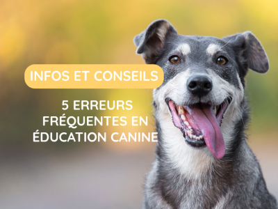 5 erreurs fréquentes en éducation canine
