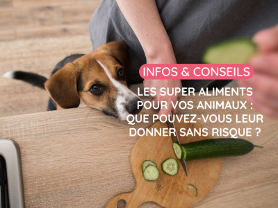Les super aliments pour vos animaux : que pouvez-vous leur donner sans risque ?
